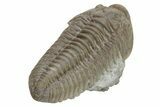 Long Prone Flexicalymene Trilobite - Stonelick, Ohio #224880-3